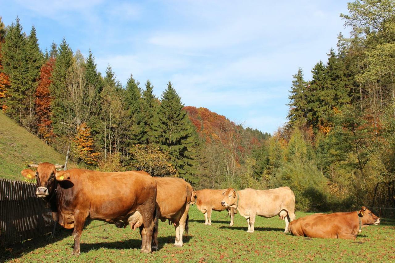 Urlaub Mitten Im Wald - Lueg Scheibbs Exteriör bild